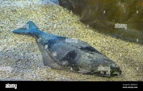 Image result for Reinhardtius hippoglossoides