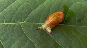 Attēlu rezultāti vaicājumam “Leucochloridium paradoxum”