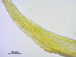 Attēlu rezultāti vaicājumam “Thuidium recognitum”