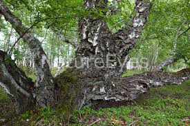 Attēlu rezultāti vaicājumam “Betula pendula var. carelica”