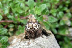 Attēlu rezultāti vaicājumam “Noctuidae”