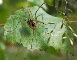 Attēlu rezultāti vaicājumam “Phalangium opilio”