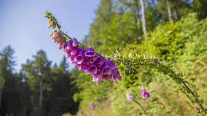 Image result for Fingerhut rot