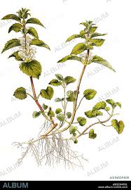 Attēlu rezultāti vaicājumam “Lamium album”