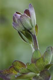 Attēlu rezultāti vaicājumam “Aquilegia vulgaris bud”