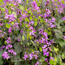 Image result for Lunaria annua
