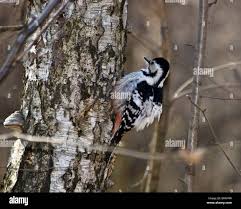 Attēlu rezultāti vaicājumam “Dendrocopos leucotos female”