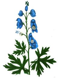 Attēlu rezultāti vaicājumam “Aconitum napellus leaf”