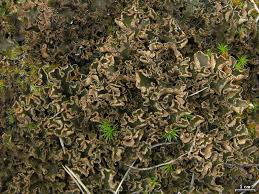 Attēlu rezultāti vaicājumam “Peltigera malacea”