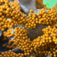 Attēlu rezultāti vaicājumam “Brefeldia maxima spores”