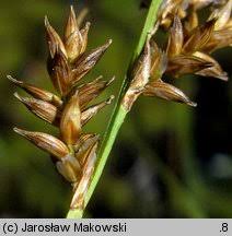 Attēlu rezultāti vaicājumam “Carex elongata”