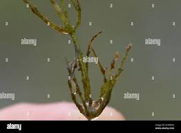 Attēlu rezultāti vaicājumam “Chara contraria”