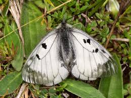 Attēlu rezultāti vaicājumam “Parnassius mnemosyne underside”