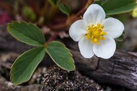Attēlu rezultāti vaicājumam “Fragaria viridis flower”