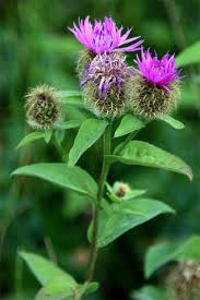 Image result for Centaurea pseudophrygia