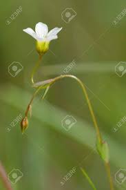 Attēlu rezultāti vaicājumam “Linum catharticum flower”