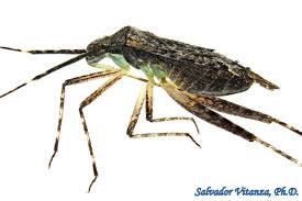 Attēlu rezultāti vaicājumam “Miridae”