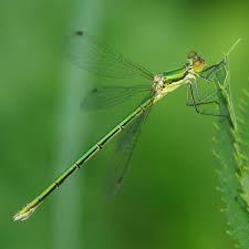 Attēlu rezultāti vaicājumam “Lestes virens”