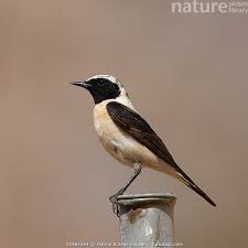 Image result for Oenanthe hispanica