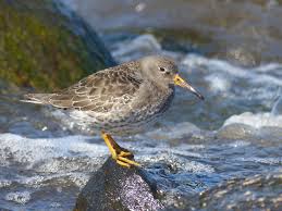 Attēlu rezultāti vaicājumam “Calidris maritima”