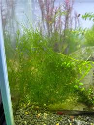 Attēlu rezultāti vaicājumam “Nitella flexilis”