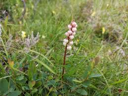 Attēlu rezultāti vaicājumam “Pyrola minor flower”