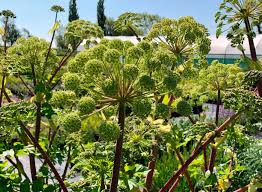 Attēlu rezultāti vaicājumam “Angelica archangelica leaf”