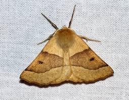 Attēlu rezultāti vaicājumam “Crocallis elinguaria imago”