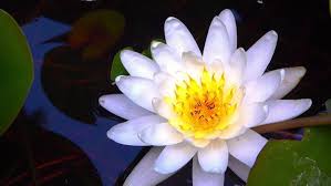 Attēlu rezultāti vaicājumam “Nymphaea alba flower”