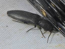 Attēlu rezultāti vaicājumam “Ectinus aterrimus”