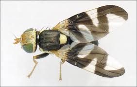 Attēlu rezultāti vaicājumam “Urophora cardui”