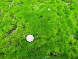 Attēlu rezultāti vaicājumam “Bryum caespiticium sporophyte”