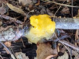 Attēlu rezultāti vaicājumam “Diderma floriforme young”