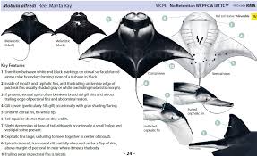 Image result for Mobula tarapacana