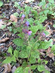 Image result for Pulmonaria officinalis