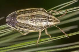 Attēlu rezultāti vaicājumam “Aelia acuminata”