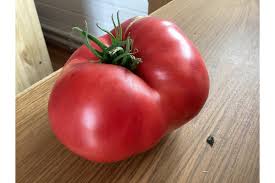 Afbeeldingsresultaat voor erdie family oxheart tomato