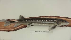 Image result for Acipenser transmontanus