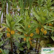 Attēlu rezultāti vaicājumam “Lysimachia thyrsiflora”