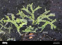 Attēlu rezultāti vaicājumam “Lophocolea”