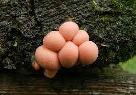 Attēlu rezultāti vaicājumam “Diderma testaceum macro”