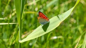 Attēlu rezultāti vaicājumam “Lycaeniinae”