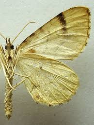 Attēlu rezultāti vaicājumam “Eulithis mellinata”