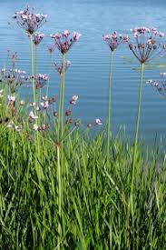 Attēlu rezultāti vaicājumam “Butomus umbellatus fruit”