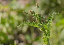 Attēlu rezultāti vaicājumam “Sonchus oleraceus bud”
