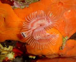 Attēlu rezultāti vaicājumam “Didymium serpula”