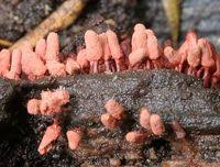 Attēlu rezultāti vaicājumam “Arcyria denudata”