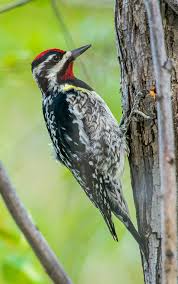 Image result for Sphyrapicus varius