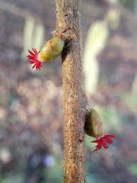 Attēlu rezultāti vaicājumam “Corylus avellana female flower”