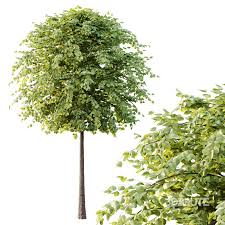 Attēlu rezultāti vaicājumam “Tilia platyphyllos subsp. platyphyllos”